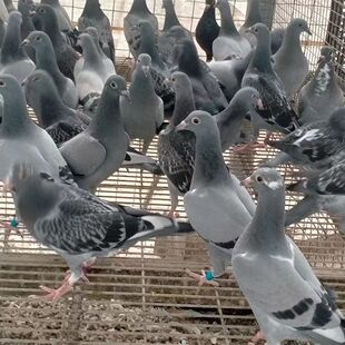 鸽子活体信鸽公鸽子活物信鸽幼鸽子活体信鸽公鸽子活体信鸽公鸽子