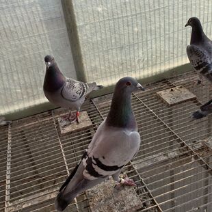 鸽子活体信鸽公鸽子活物信鸽幼鸽子活体信鸽公鸽子活体信鸽公鸽子