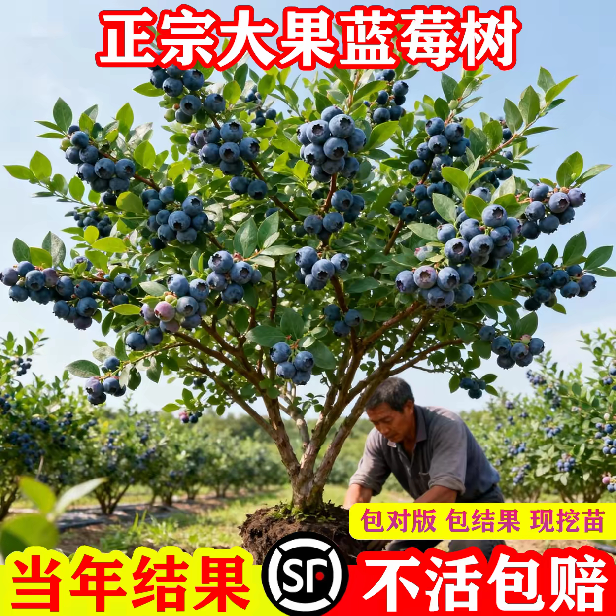 蓝莓树果苗特大号南方北方种植盆栽地栽耐寒热蓝莓苗阳台盆栽水果