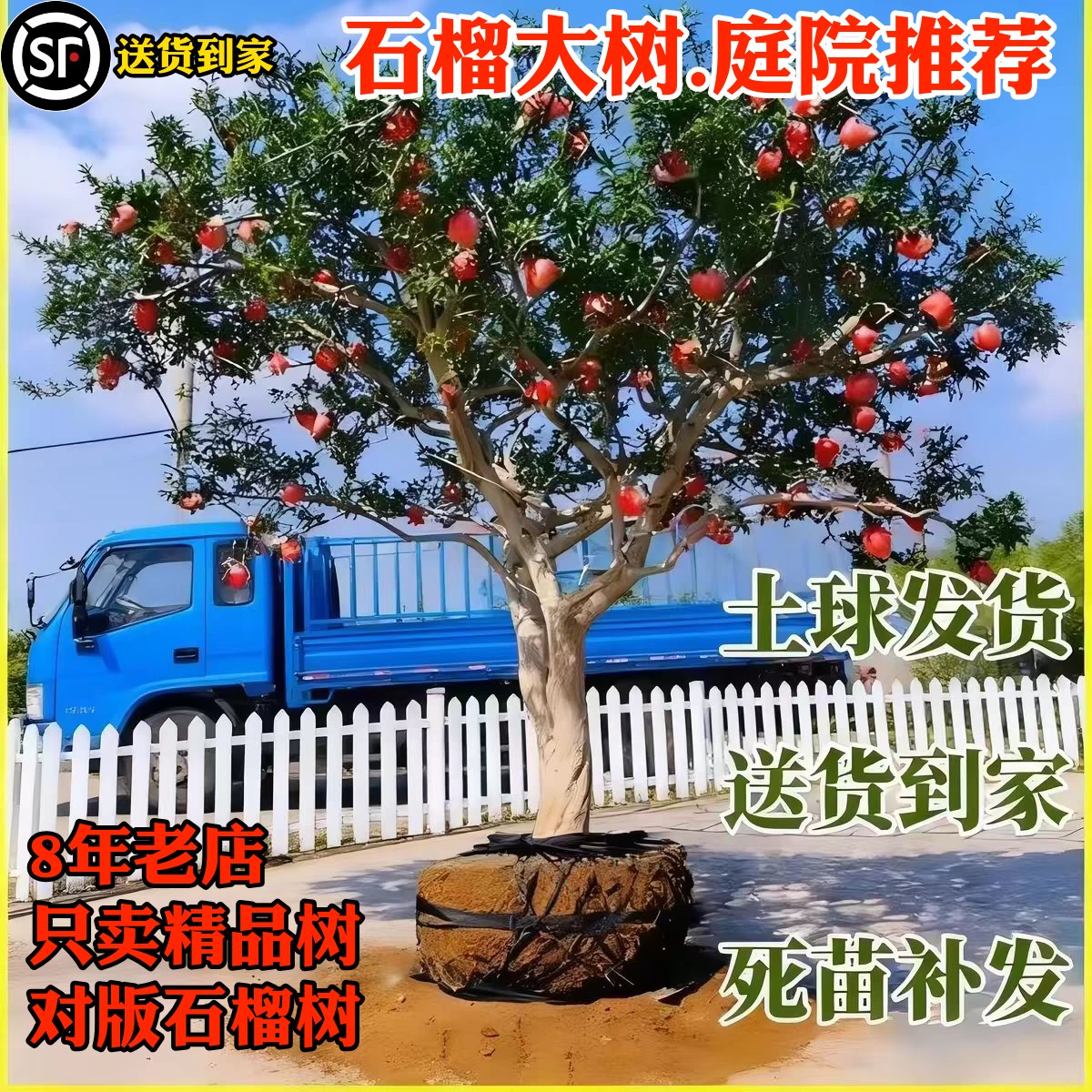 特大突尼斯软籽甜石榴树苗当年果