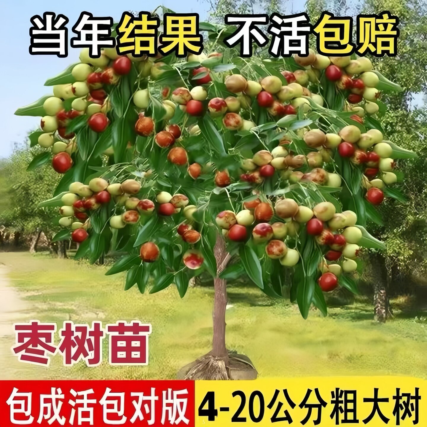 特大枣树活苗庭院果树地栽嫁接大枣超甜冰糖枣冬枣树苗南北方种植