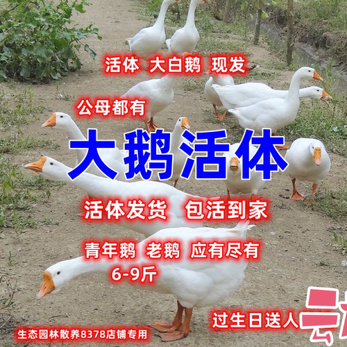 皖西大白鹅活体2/3/6斤