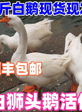 3斤大白鹅2斤活鹅2斤四季鹅大鹅活体三花鹅皖西鹅三斤白狮头鹅活