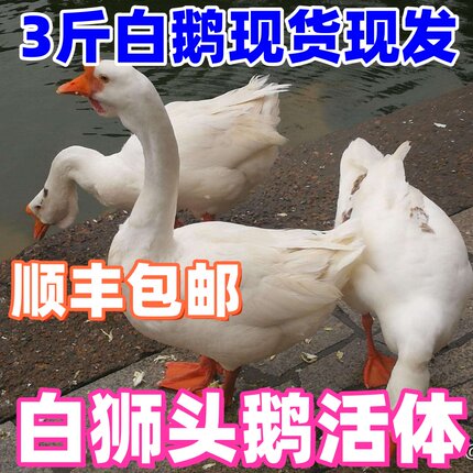 3斤大白鹅2斤活鹅2斤四季鹅大鹅活体三花鹅皖西鹅三斤白狮头鹅活