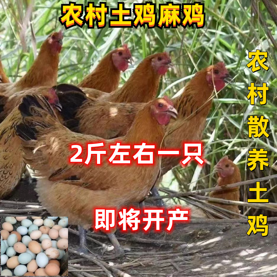 2斤绿壳蛋鸡活体绿壳鸡苏秦蛋鸡母鸡活体2斤黑腿鸡两土鸡青年土鸡