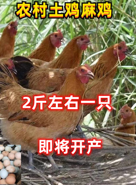 2斤绿壳蛋鸡活体产蛋王鸡活鸡发货2斤麻羽鸡绿壳蛋鸡两斤土鸡活体