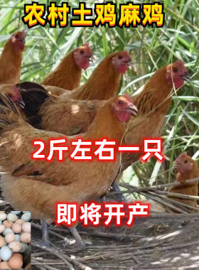 2斤绿壳蛋鸡活体绿壳鸡苏秦蛋鸡