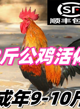【顺丰包邮】2斤公鸡活鸡两斤九斤红公鸡红瑶公鸡活体2斤宠物鸡活