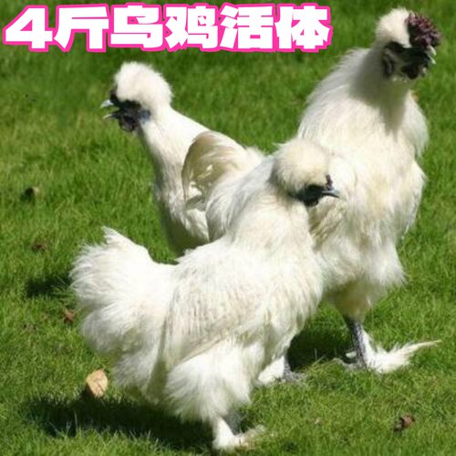 3斤白凤乌鸡活鸡4斤泰和乌鸡活体泰和白凤乌骨鸡活乌鸡三斤宠物鸡