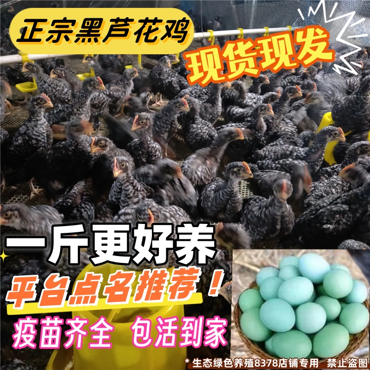 黑白芦花鸡活苗五黑鸡活苗
