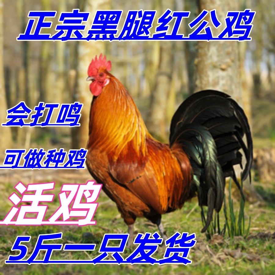 4-5斤大公鸡活体红公鸡九斤红公鸡活鸡宠物大公鸡黑腿公鸡母鸡活