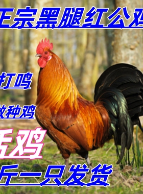 5斤大公鸡活鸡五斤散养大红公鸡活体大种巨型公鸡九斤红公鸡活鸡