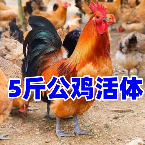 5斤大公鸡活体红公鸡九斤红公鸡活鸡宠物五斤大公鸡黑腿公鸡母鸡