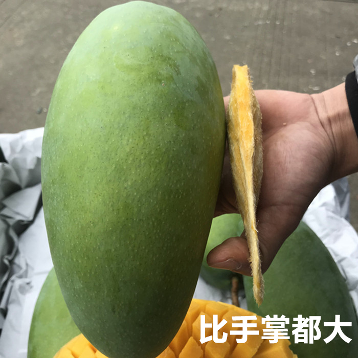 9斤大青芒金煌芒甜心青皮大芒果包郵新鮮水果非海南廈門凱特玉芒