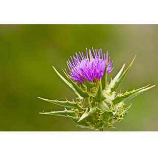 乳蓟素 水飞蓟素 护肝 排毒 鹦鹉脂肪旰 旰损伤 嘴爪绒毛增长尿黄