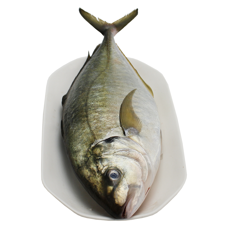 厚今海鲜 冰鲜水产 池鱼王 大竹荚 刺身鱼 鲜活放血去腥 坏单包赔