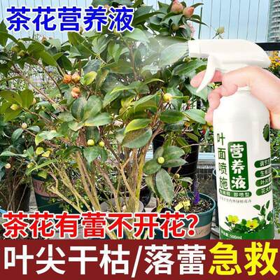 茶花促开花防黄叶落蕾山茶花专用营养液茉莉花杜鹃花栀子花观花肥