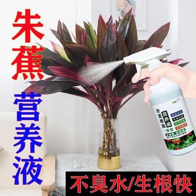 生根营养液鸿运竹营养液紫色富贵竹黄斑急救朱蕉营养液色艳懒人养
