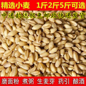 杂粮小麦粒麦芽糖食用磨面药引麦芽糖发芽草种子榨汁酿酒猫草烘焙