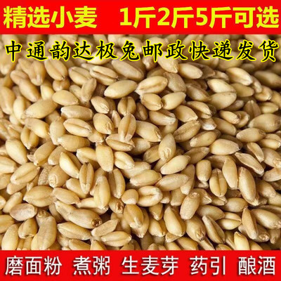 杂粮小麦粒麦芽糖食用磨面药引麦芽糖发芽草种子榨汁酿酒猫草烘焙