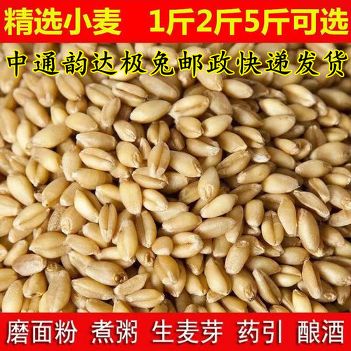 杂粮小麦粒麦芽糖食用磨面药引麦芽糖发芽草种子榨汁酿酒猫草烘焙 - 封面