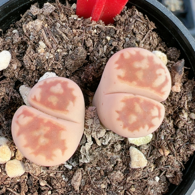 生石花切糕一物一拍5292粉花纹