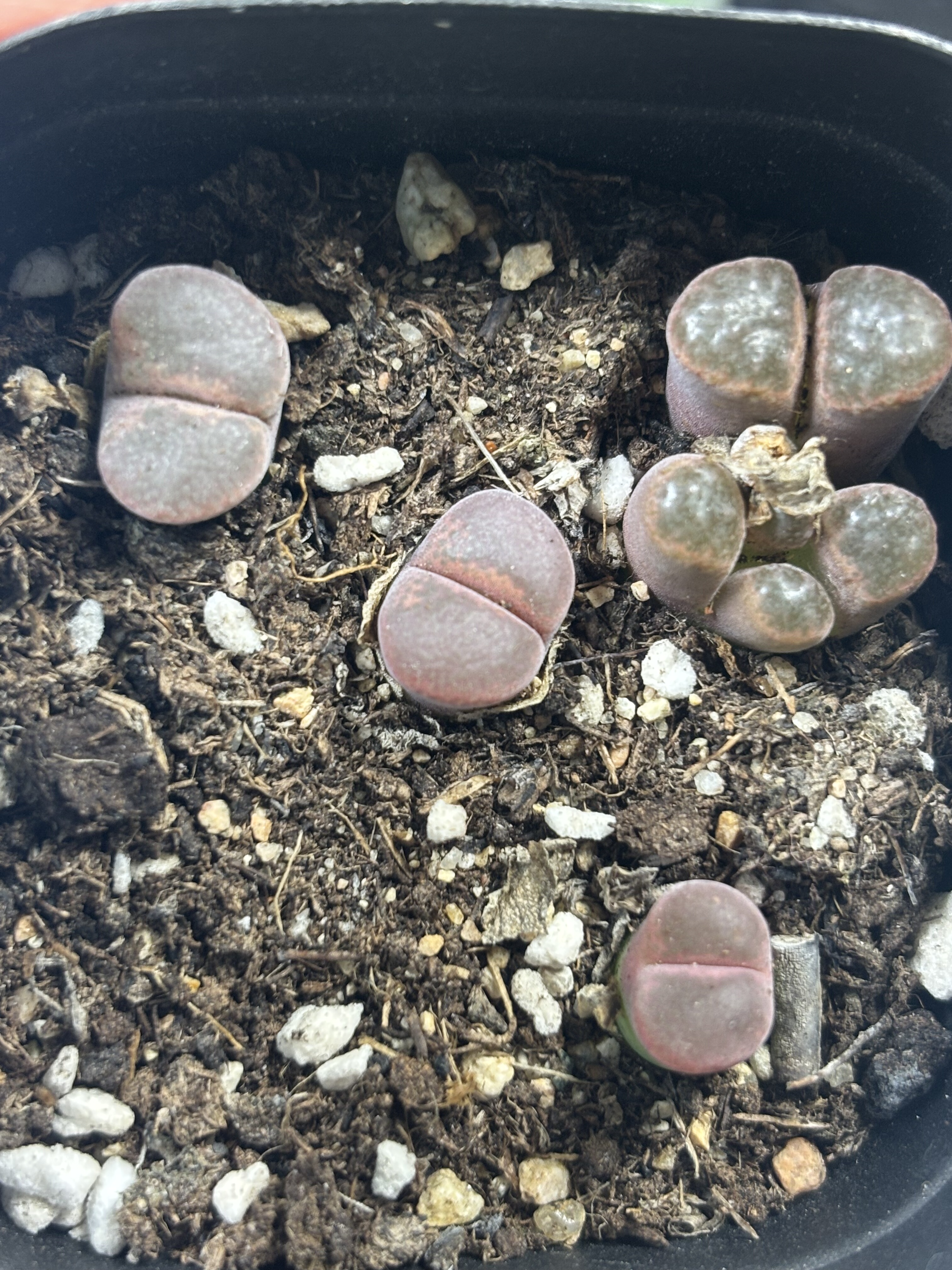 南非多肉植物一物一拍红风铃精品147