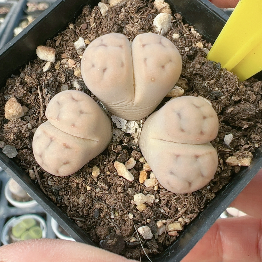 生石花切糕一物一拍4536