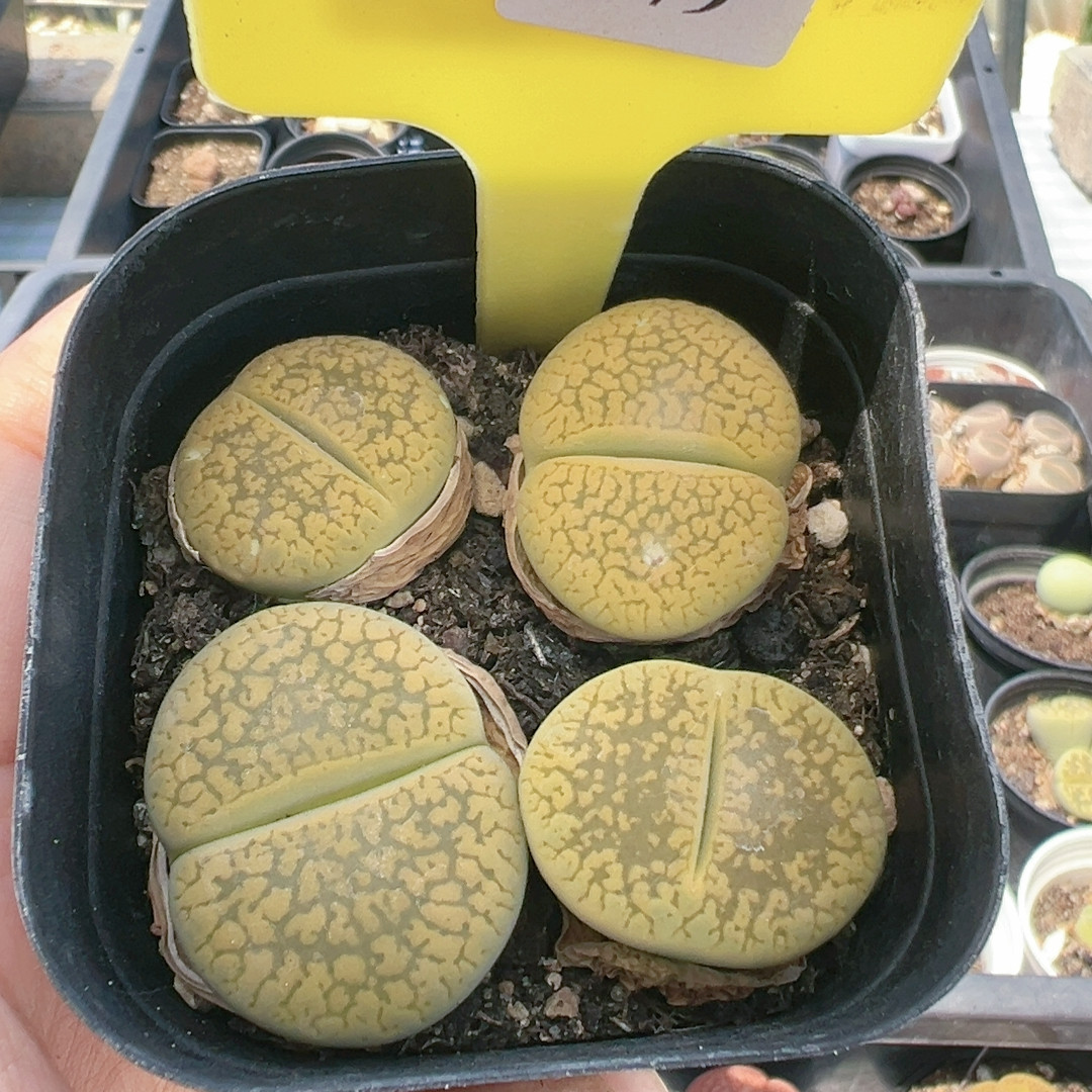 屁股花多品种混发精品多肉植物7979黄日轮