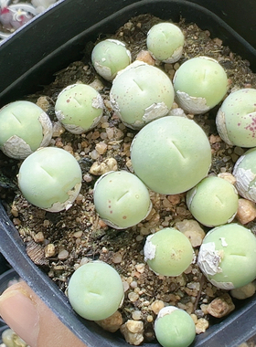 生石花切糕一物一拍4875鸽子蛋