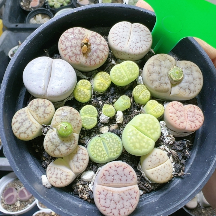 生石花母本带盆开花多肉植物屁股花5118