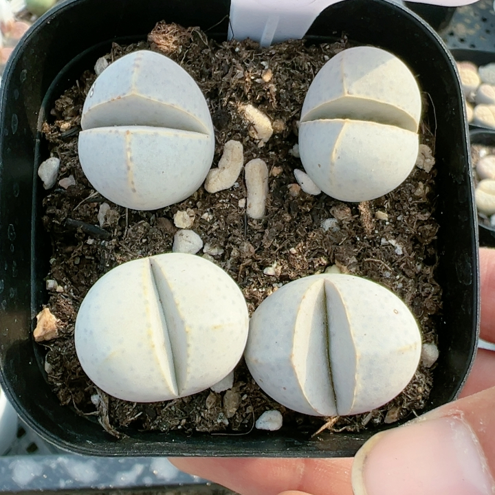 多肉大颗组合5184金边幻玉