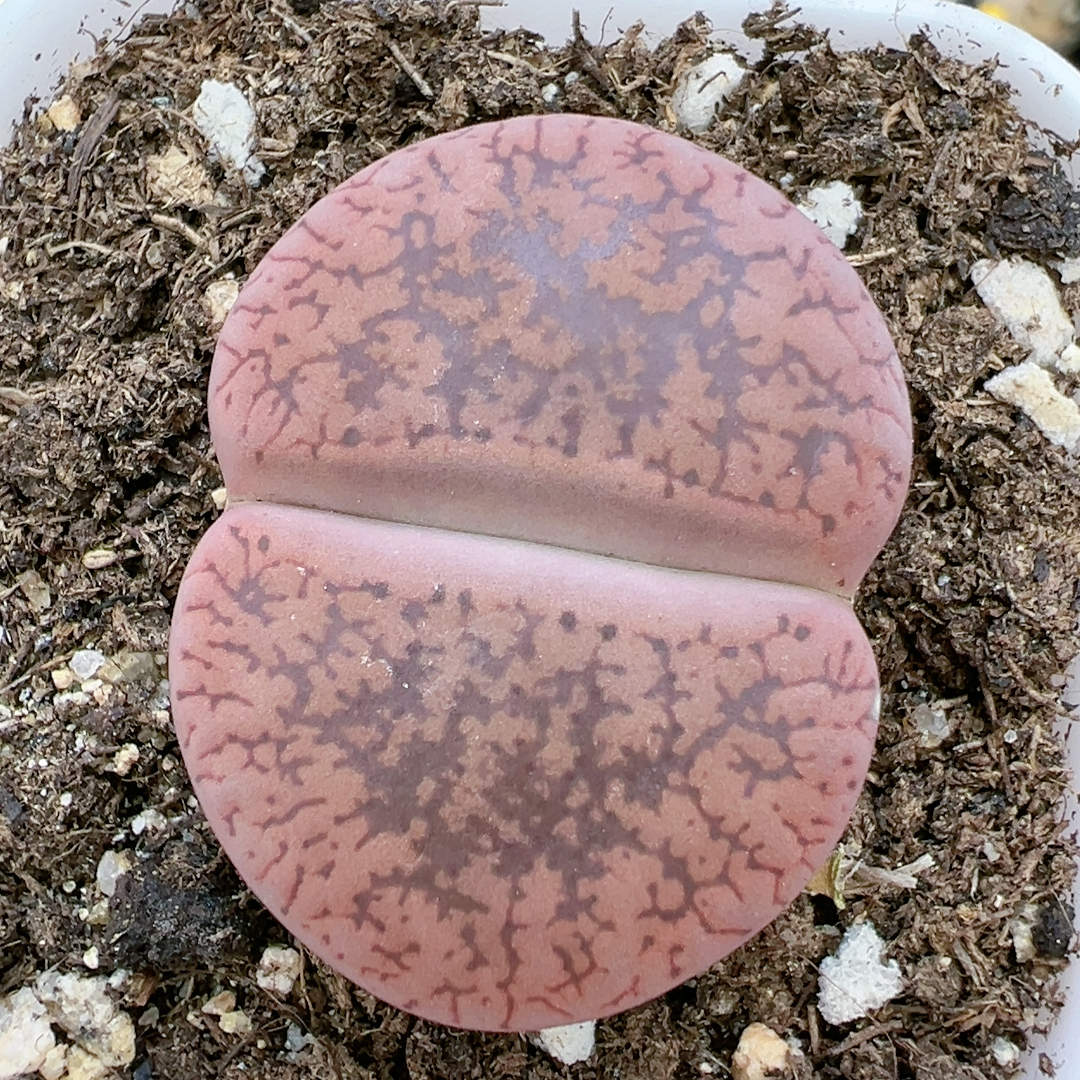 生石花切糕一物一拍4983红花轮