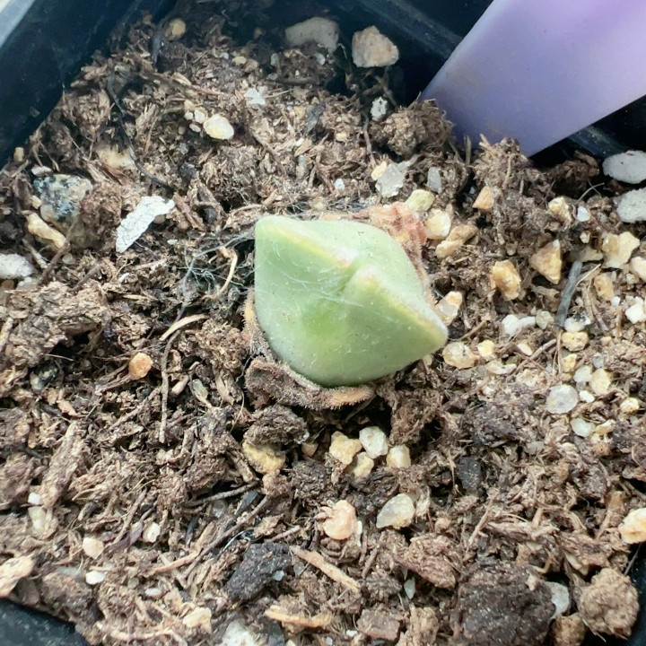 多品种混发精品多肉植物6859空蝉