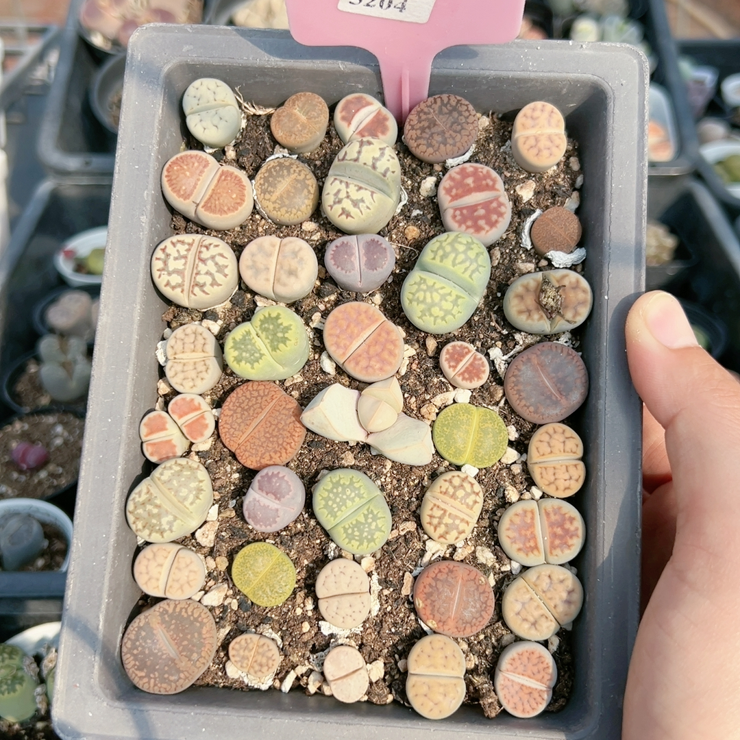 生石花切糕一物一拍5204