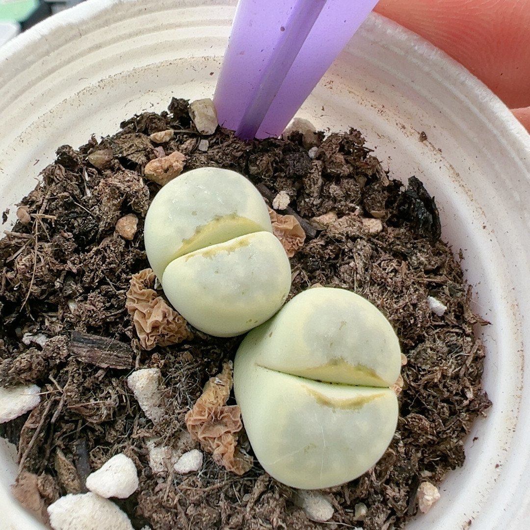 多品种混发精品多肉植物603奶油寿丽
