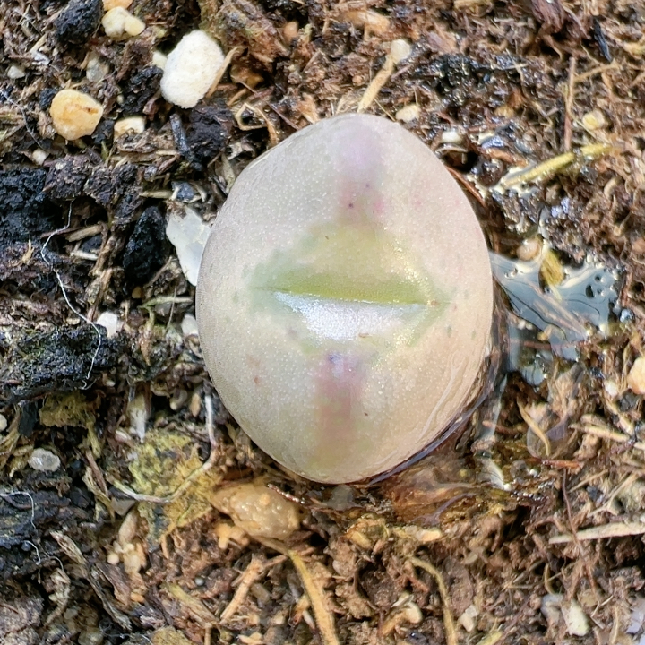 生石花石生花5282桃割娘