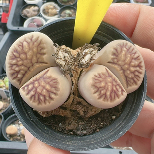 多品种混发精品多肉植物7773菊纹章