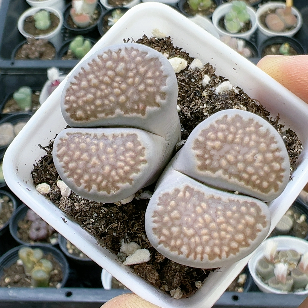 切糕一物一拍3619巴厘玉