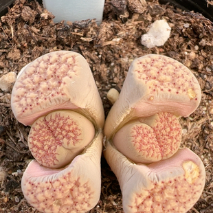 生石花切糕一物一拍6156血点朝贡