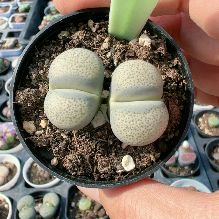 生石花切糕一物一拍4175碧琉璃