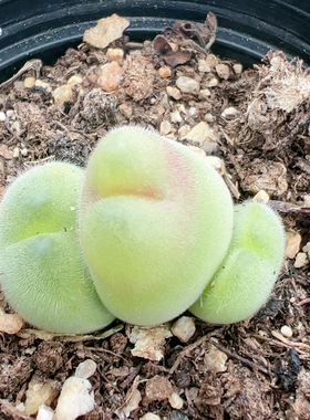 多品种混发精品多肉植物8094长毛毛翠滴