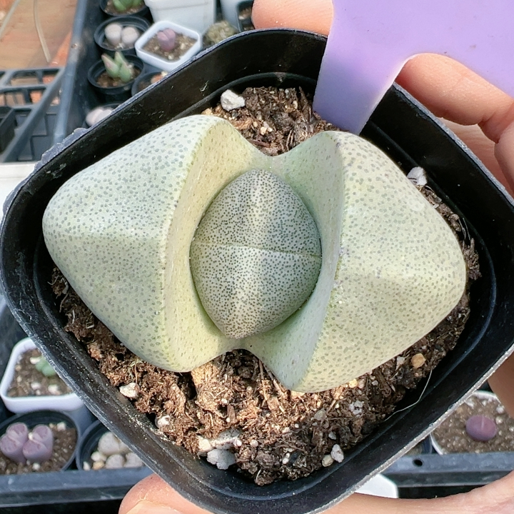 紫色妖玉金铃玉魔玉生石番杏科多肉植物5393元宝