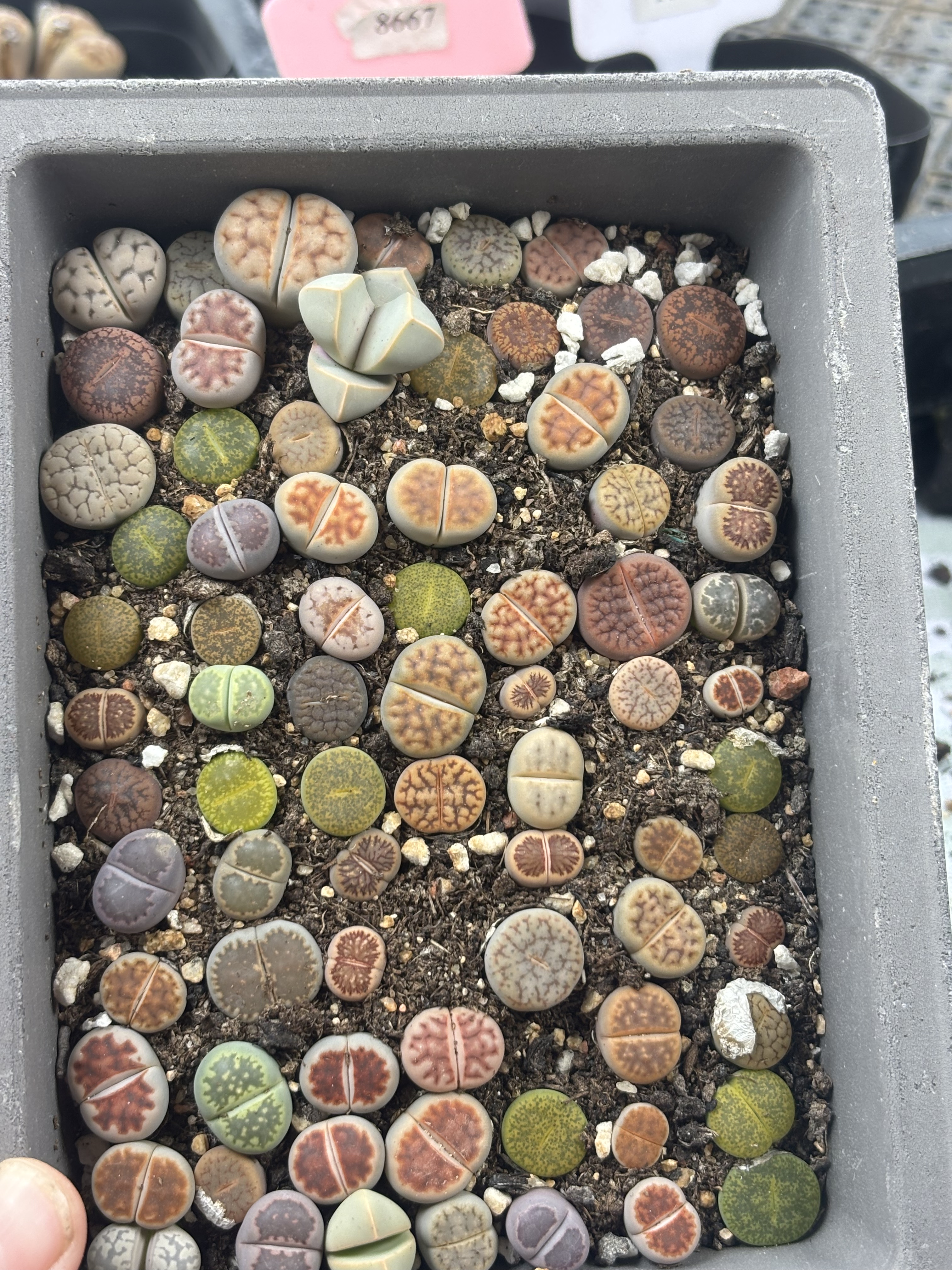 石生花多品种混发精品多肉植物爆多肉植物