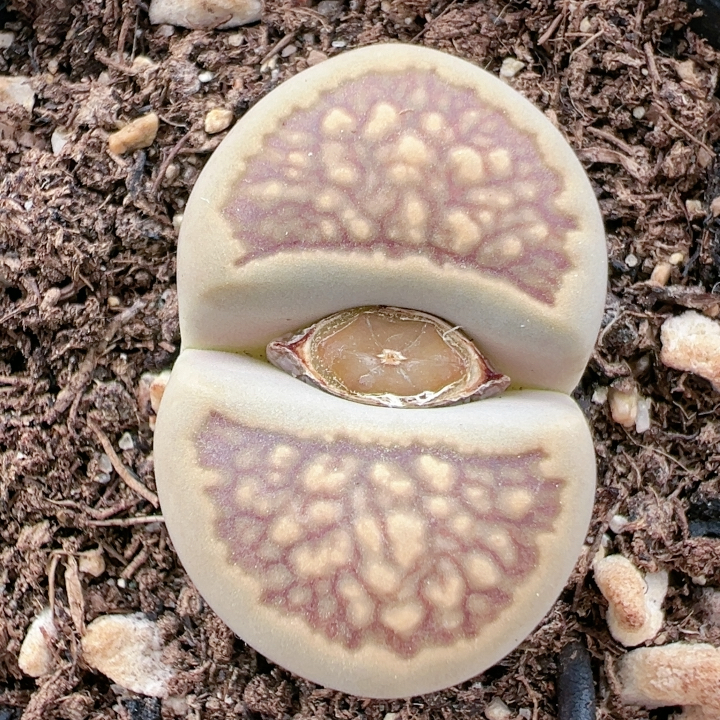 生石花切糕一物一拍5489菊纹章