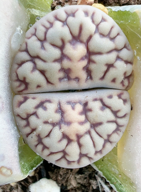 多肉植物大年份特价5496雀卵