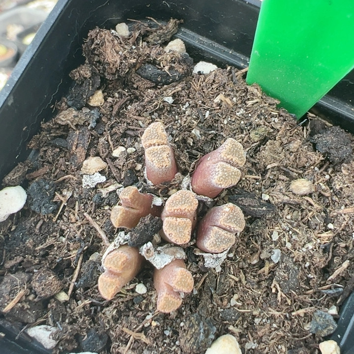 多肉植物南非5932火柴,鲜花速递/花卉仿真/绿植园艺,多肉植物,淘宝优惠券,粉丝福利购,淘宝优惠卷