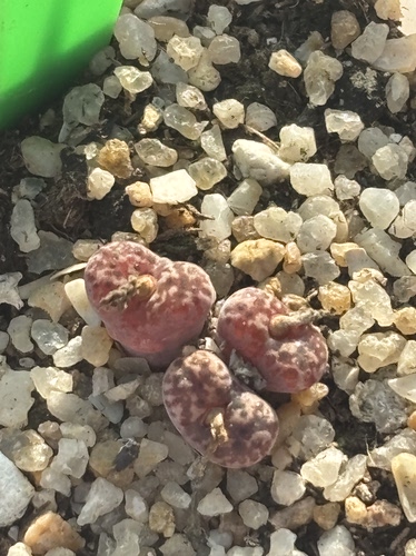 多肉植物精品马克李子463