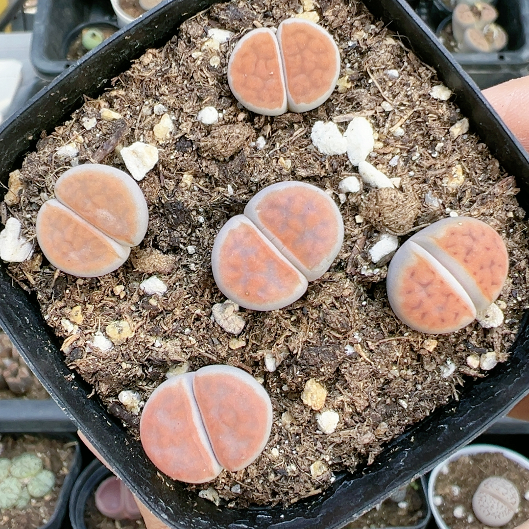 生石花切糕一物一拍4824