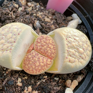 生石花切糕一物一拍6457血点朝贡